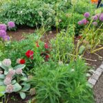 Blumenmeer im Bibelgarten