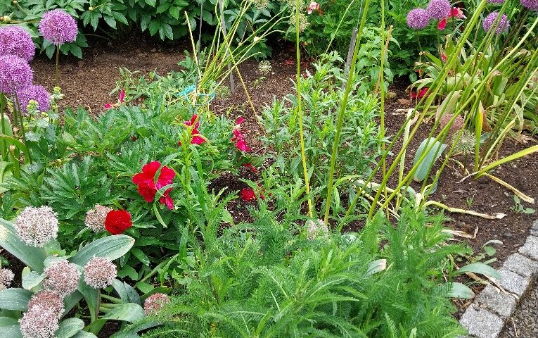 Blumenmeer im Bibelgarten